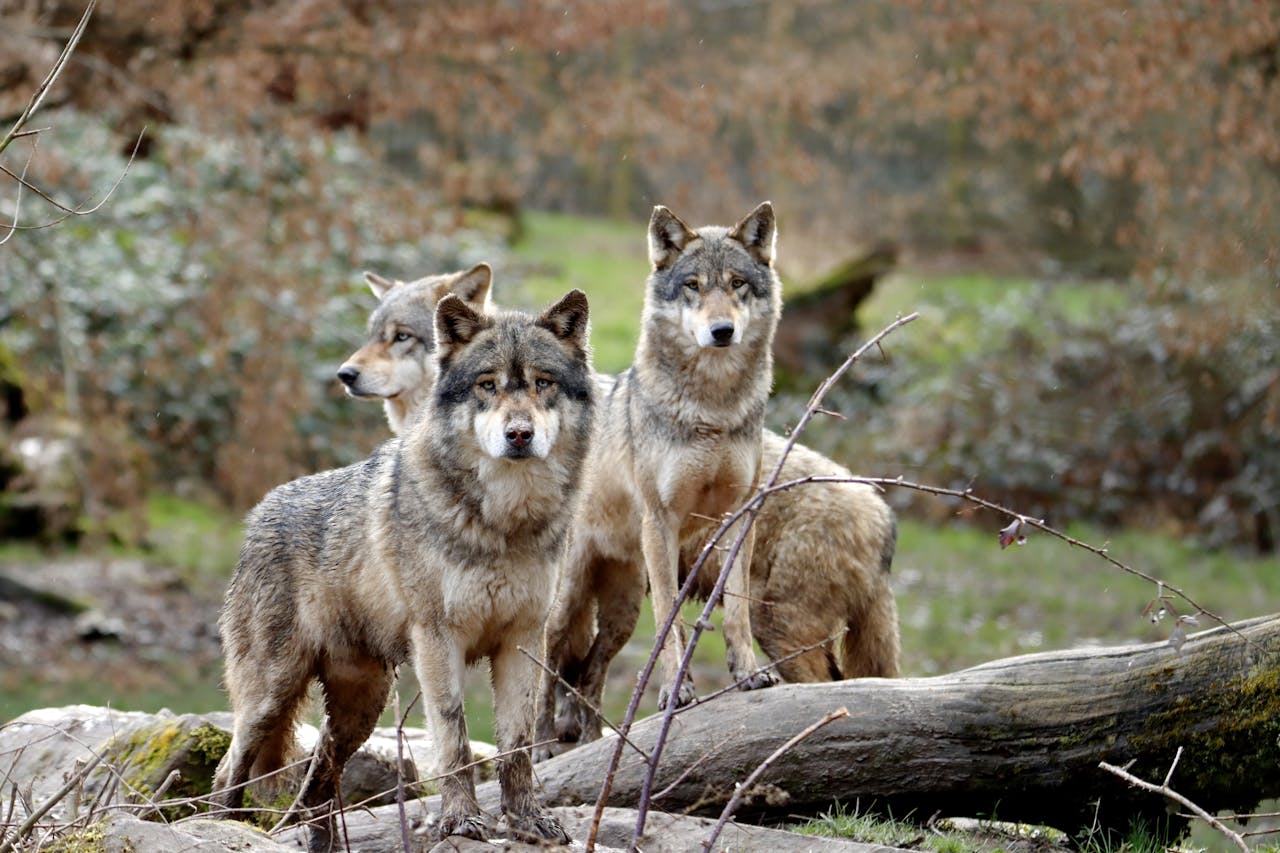 Wildlife Protection
